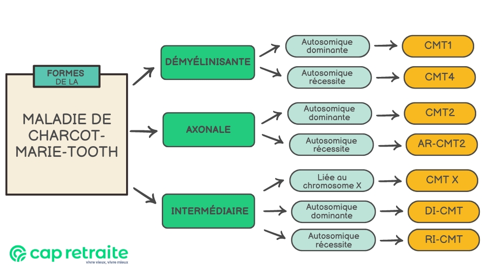 Infographie présentant les différentes formes de la maladie de Charcot-Marie-Tooth, type 1, type 2 et type 4, et les autres