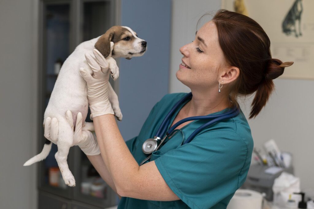 mise à jour vaccin de l'animal avant l'entrée en maison de retraite